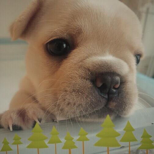 【宠物大学问】都知道狗狗喜欢吃骨头，可是为什么喜欢呢？