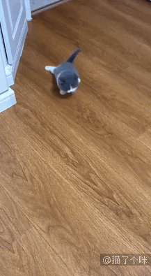 喵：爱而不得的滋味，我也算尝过了