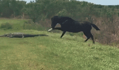 野馬正低頭吃草，一抬頭發現前面躺了條大鱷魚，上去就給了它兩腳