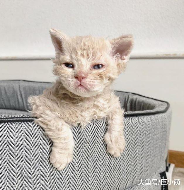 路边捡到脏兮兮流浪猫，全身毛发卷卷的猫咪，原来是稀有品种