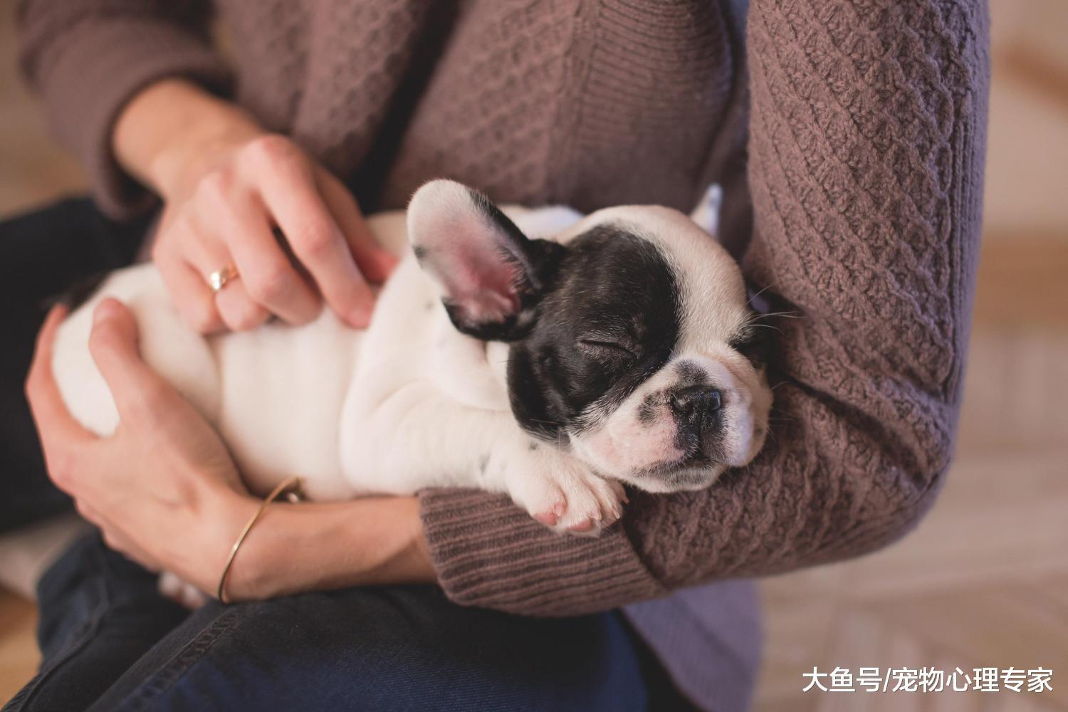 春節假期將寵物寄養，狗狗卻意外生病？寄養前后的體檢工作不能省