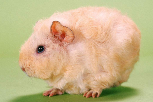 小小的豚鼠像性格温和，又看着很可爱，饲养起来也很是方便