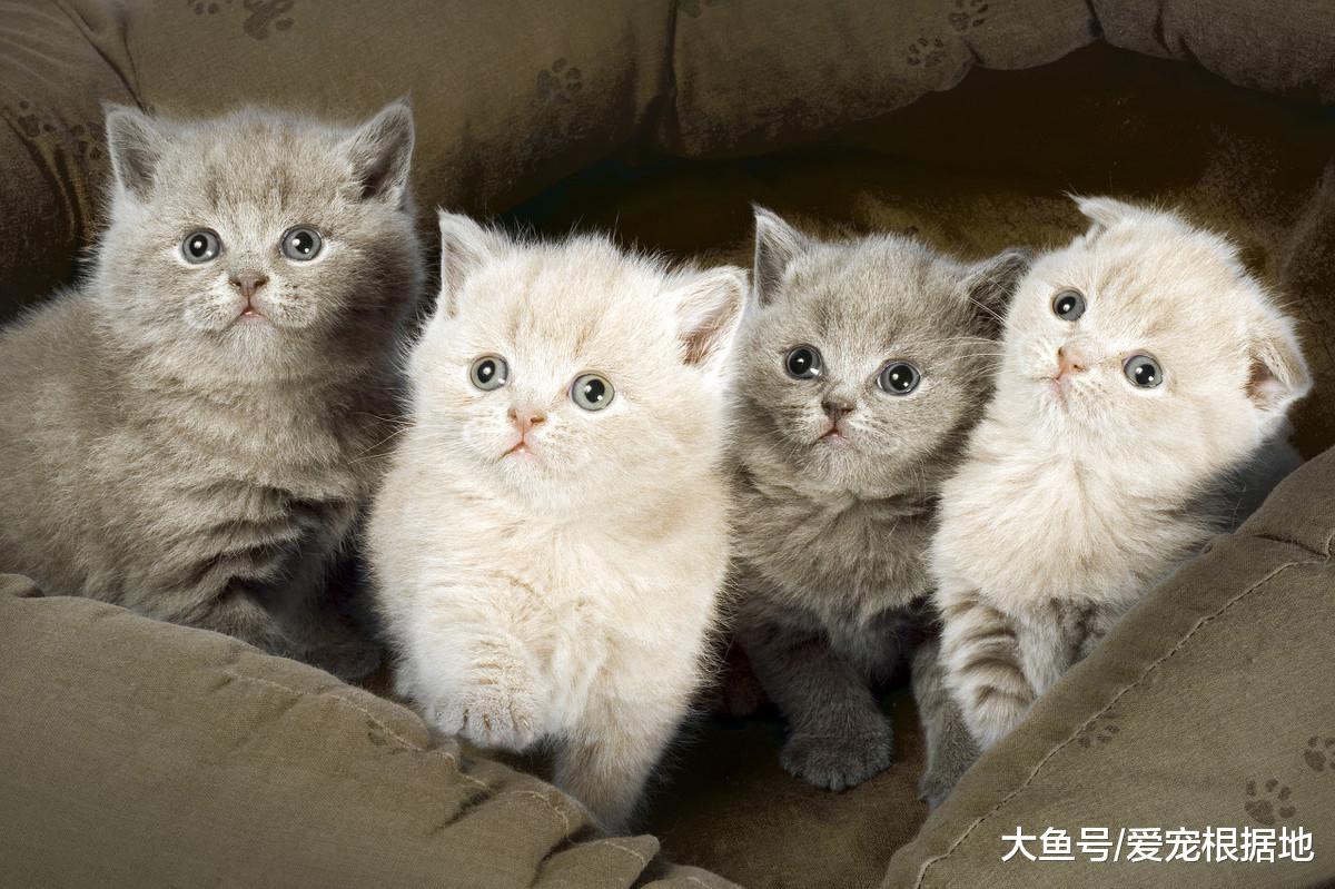 新手选猫时，用这三种方法，帮你选出适合自己的猫！