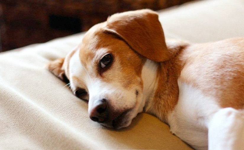 狗狗睡覺也會抖？是因為它正在做夢？還是它的身體出現了問題？