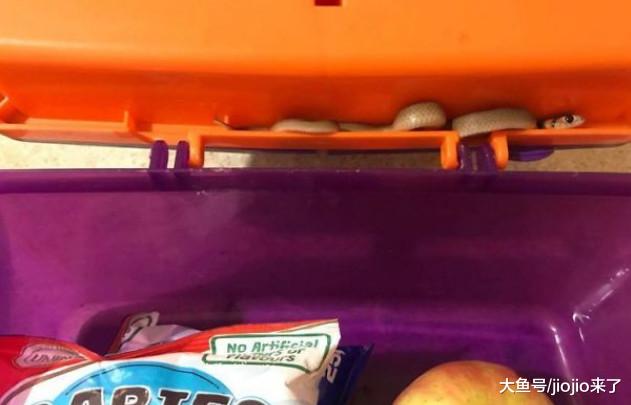 慎点！让人毛骨悚然的澳大利亚，这里可不止有袋鼠噢……