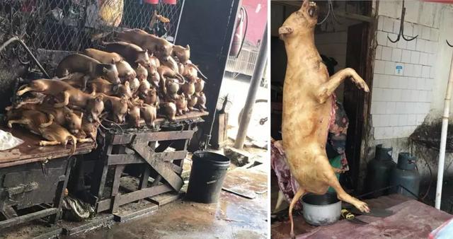 你嘴里的猫狗肉究竟从何而来？
