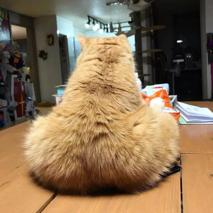 猫, 也是有蜜桃臀的!