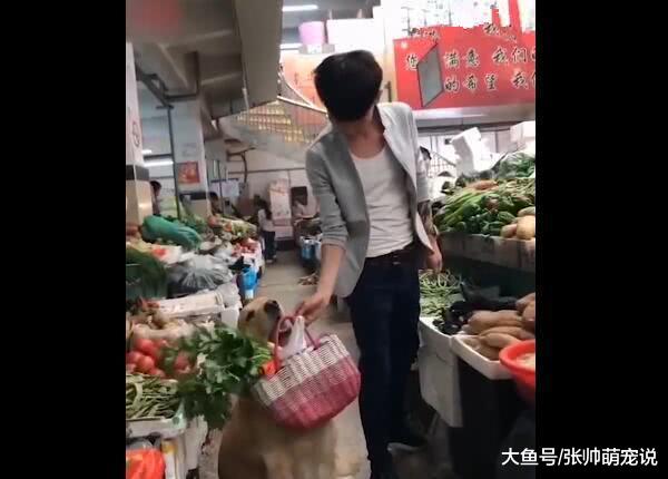 主人出门买菜时，狗狗帮他分担压力，网友：这是别人家的狗狗！