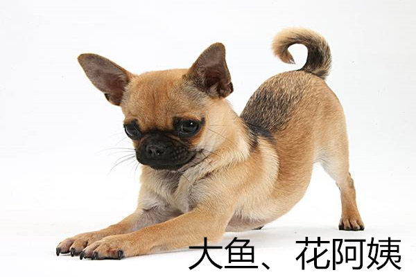 如果你想给孩子挑选伴侣犬，这些都是不错的选择！