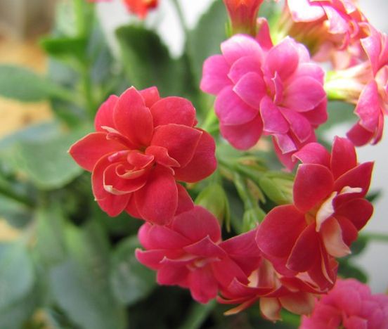 长寿花夏季为什么会死，很大一部分原因都是患上了黑腐病