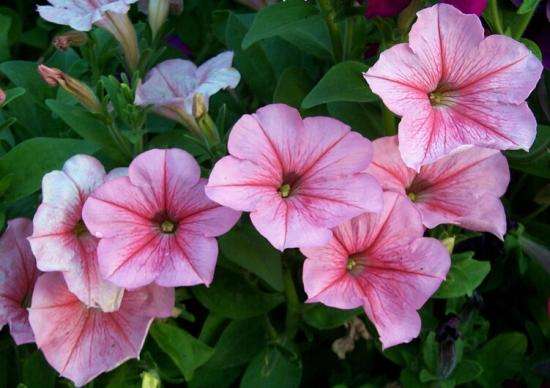 矮牵牛花期很长，甚至夏天都会开花，所以很多花友怜香惜玉不忍心修剪