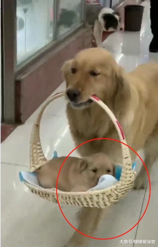 路遇一女子“奇葩”遛狗，引得众人纷纷围观，网友：想抱回家养啊