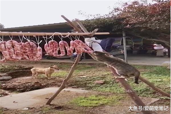 貓咪做賊偷臘肉吃，狗狗站在下面望風，網友：團伙作案，輪流偷吃