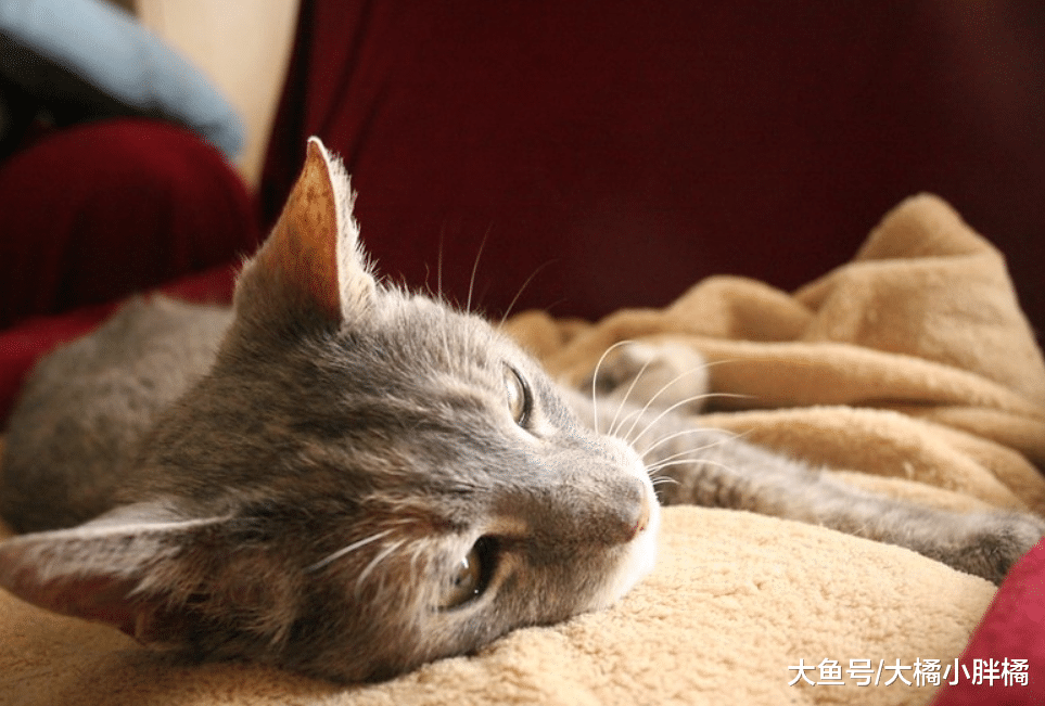 猫咪“找你茬”的6个行为，如果你接受不了，再爱猫也别当铲屎官