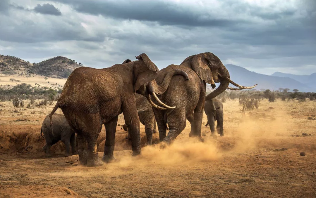 遭遇肯尼亚（一）跟着肖戈拍大象
