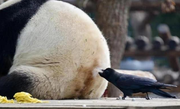 熊猫正在午睡，不料乌鸦盯上它，兄弟借点毛我做被子