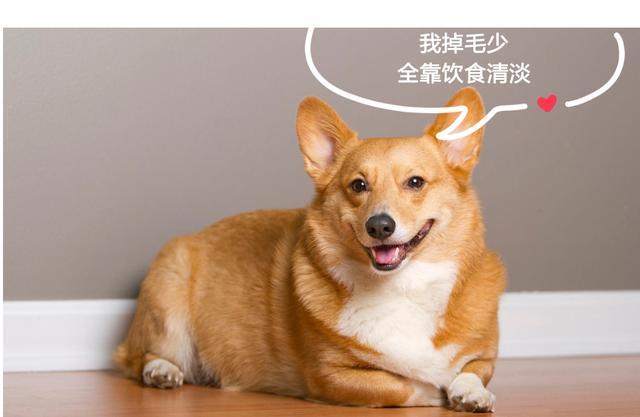 這5種狗，比燒錢機還燒錢，誰養誰后悔！