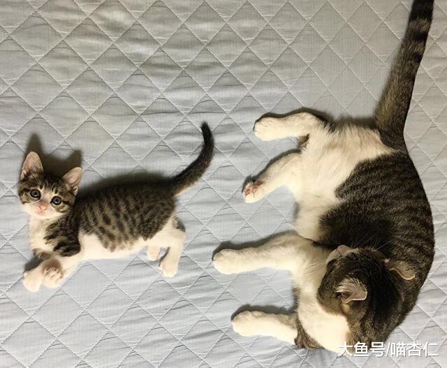 猫咪跑出去玩，回来却带回一只模样相似的小奶猫，喵：这我儿子