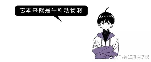 山羊这种生物，当真是牛bility！