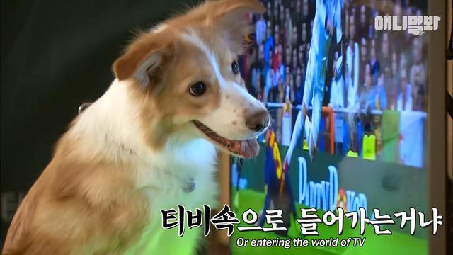 球迷狗狗, 一有足球比赛就守着电视不放, 电视上全是它的鼻痕