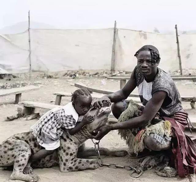 非洲最凶猛的动物之一，被非洲居民成功驯服，女孩拿它当坐骑