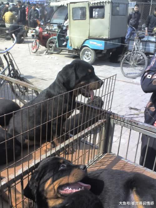 偷狗贼将战利品带到狗市，介绍价格后，男子：对不起，我是警察！