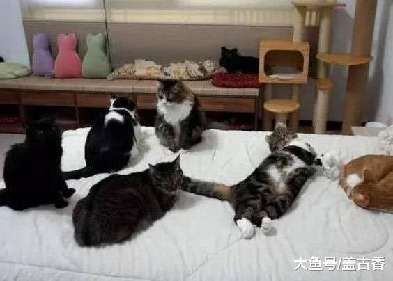 女子饲养了七只猫咪，出门着急忘关电热毯，回家一看差点笑喷了！