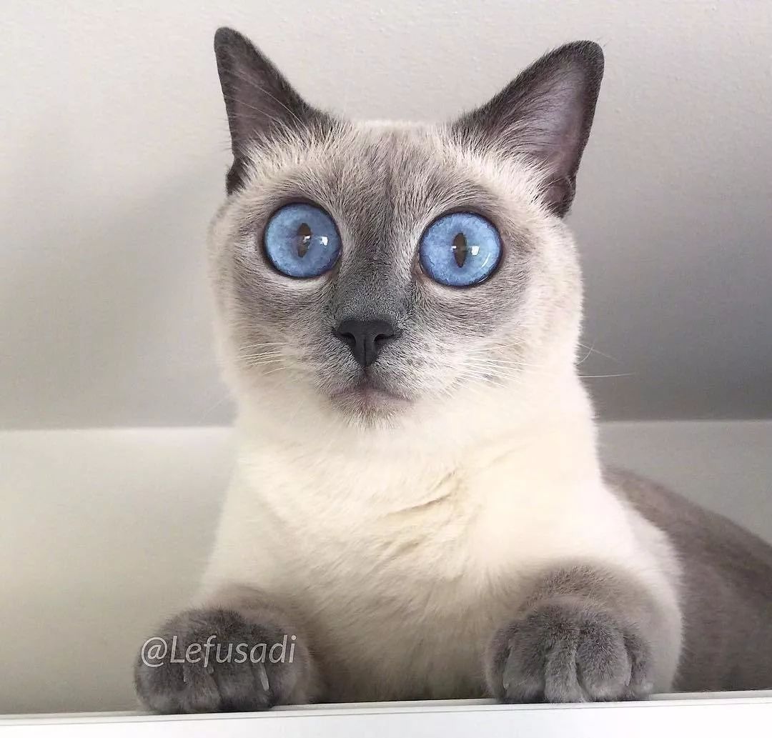 这只戴美瞳的大眼猫，看一眼就沦陷了