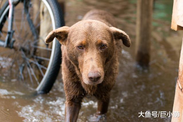紧急情况随时发生，别等最后一刻，才想起救狗狗就迟了！