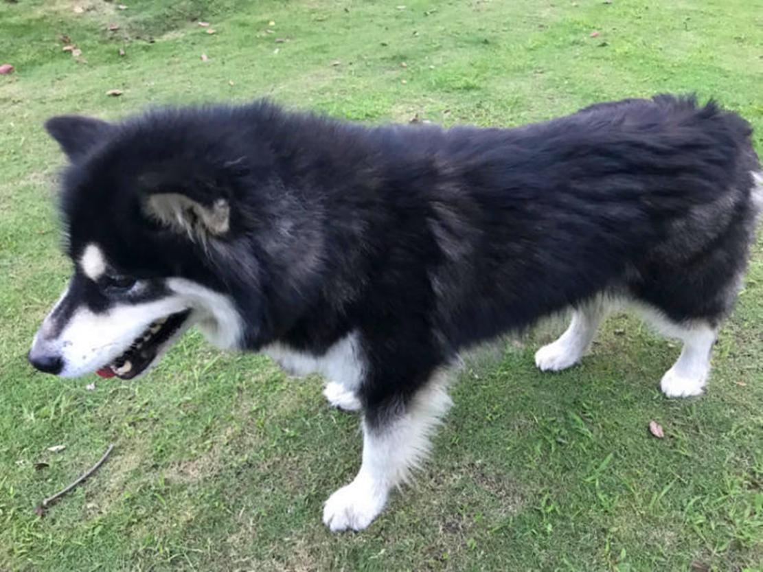 阿拉跟主人回農村，鉆墻洞看墻外，狗：瞅啥瞅，旁邊洞給你留的…