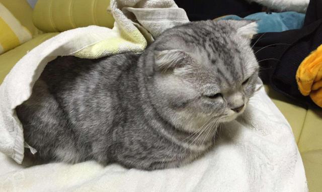 宠物治疗价格高，看病不如重新买一只，其中铲屎官经历了什么？