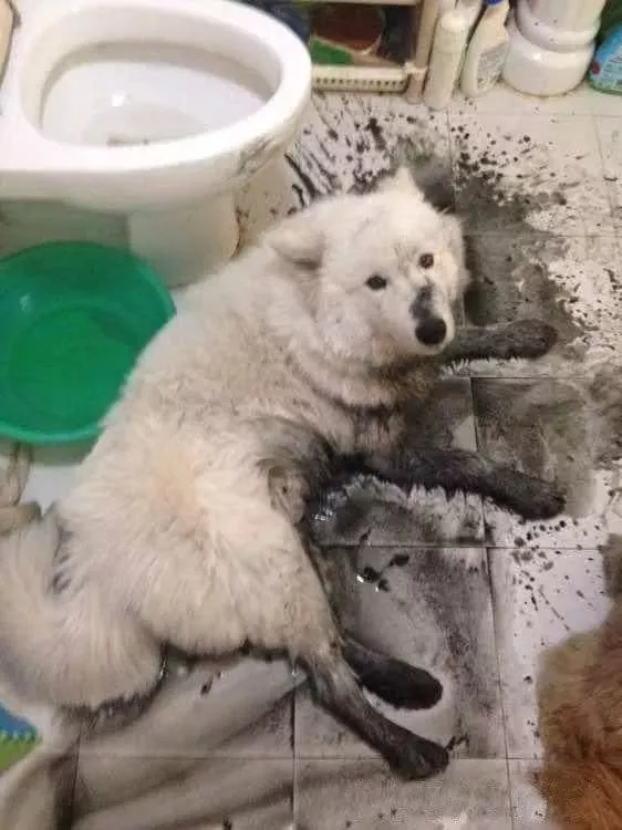 你家狗，是什么大学毕业的？