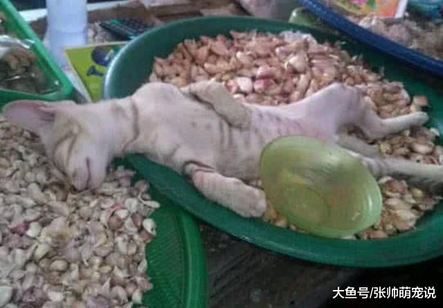 去菜市场买菜时，碰到一只另类的猫咪，网友：这大蒜还能要吗？