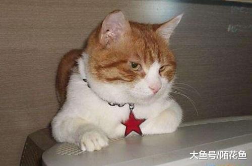 虐猫事件频发，真相值得反思