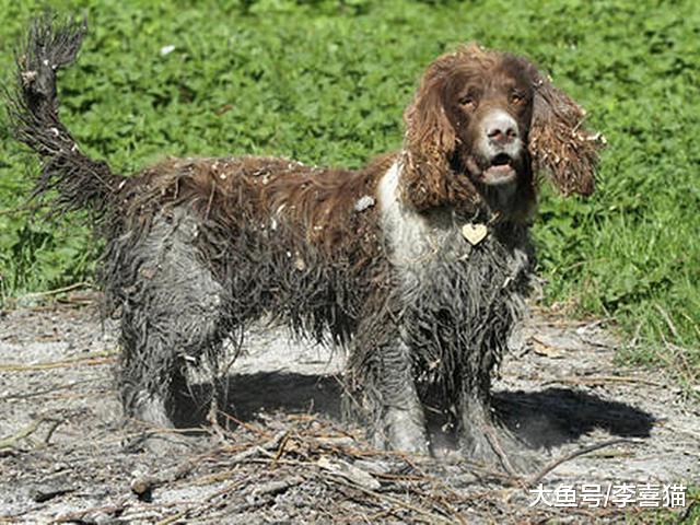 铲屎官不可盲目为爱犬洗澡，这五种情况下，洗浴将危害狗狗健康