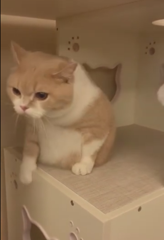 液体猫也有卡住的时候，胖喵的悲哀