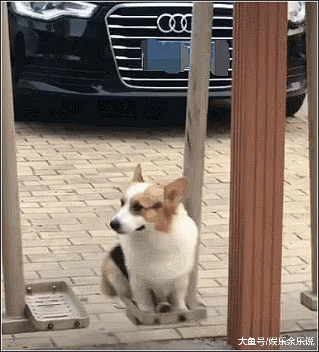 爷爷每天都带柯基去玩，男主觉得很奇怪，偷偷跟上去瞬间惭愧至极