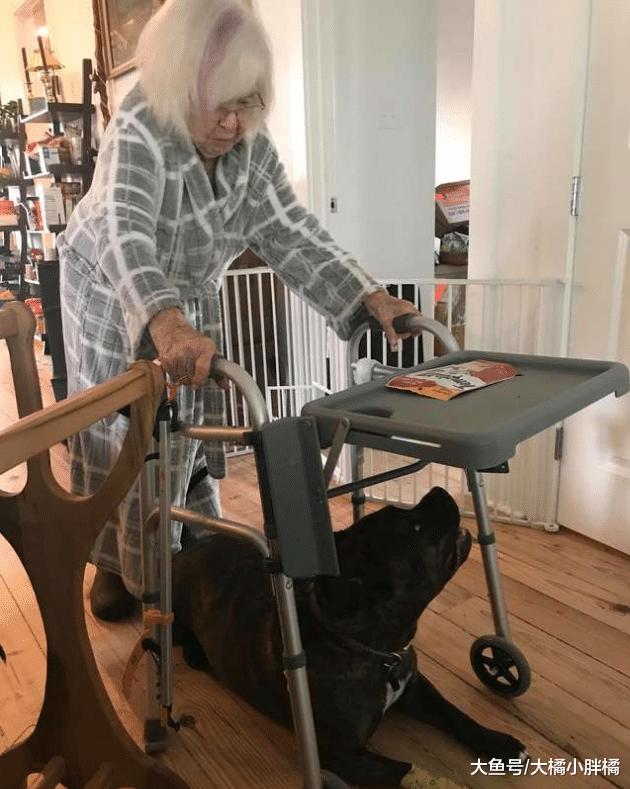 狗狗被主人抛弃，主人的话让人气愤，被救助后狗狗用行动报答恩情