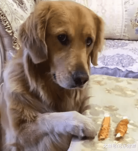 嘴馋的金毛想吃排骨，但主人装作没看见，接着金毛眼神里全是戏