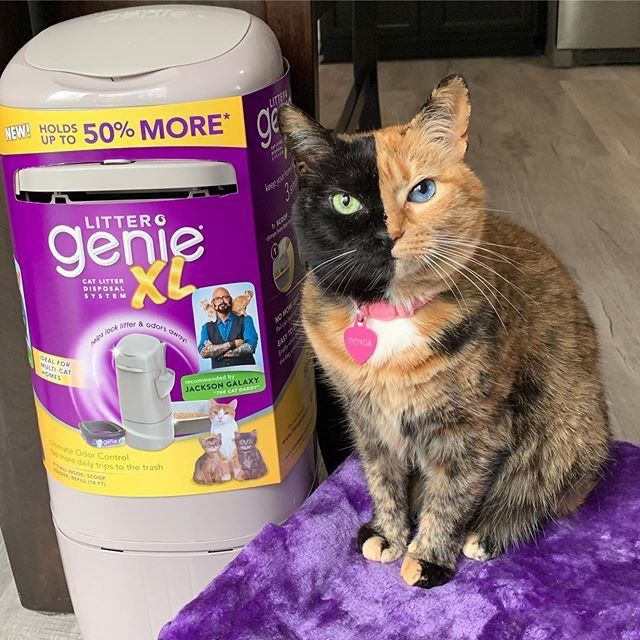 「喵」“金星双面猫”喵咪也会有阴阳脸？？