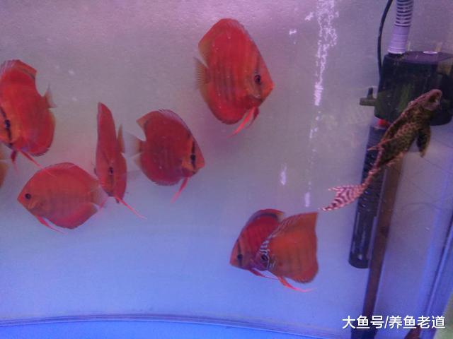 饲养观赏鱼的滤材, 我们应该如何去判断它们是否失效?