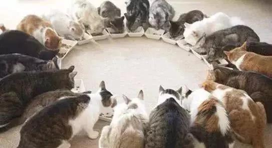 传说中的养猫大户人家, 一般人不敢想象...