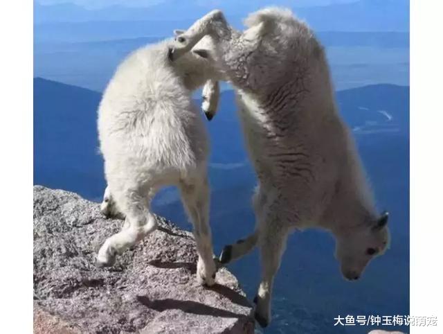 山羊这种生物，当真是牛bility！