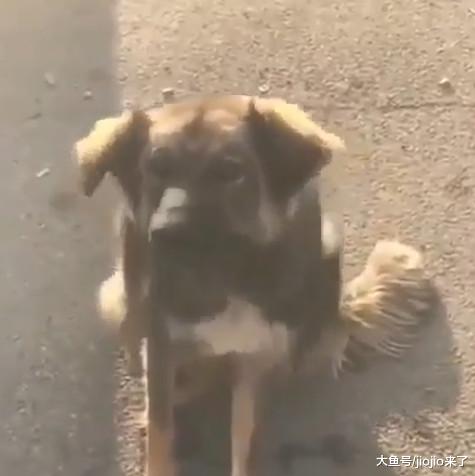 超善良的流浪狗看到一只斗牛犬被绑着！于是，它伸出了援“嘴”