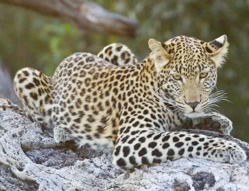 花豹“从天而降”, 只用一招便成功捕猎, 羚羊无处可逃