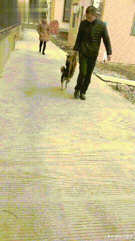 主人拉着犯错的狗狗回家, 它向路人投出委屈巴巴的眼神: 救我!