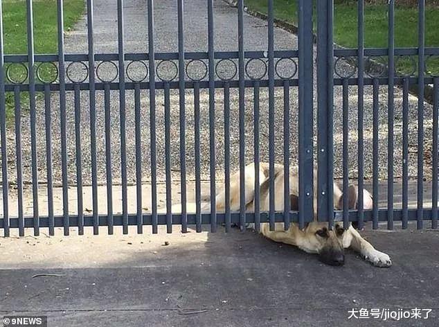 主人飞机失事，不知情的狗狗一直坐在门口等他回家，模样让人心碎