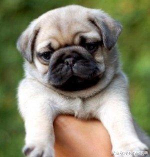 让巴哥犬的寿命更长，需要从细节抓起，这5点不能忽略