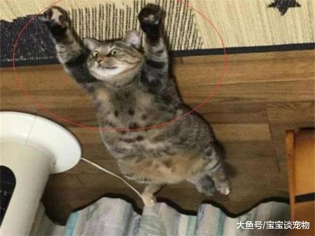 下楼取快递忘记关空调，上来后看到这个画面，主人笑的扶墙走！