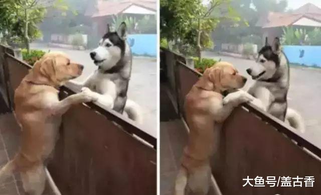 动物界单纯的感情，金毛主人出门后，二哈放下拆家念头过来安慰！